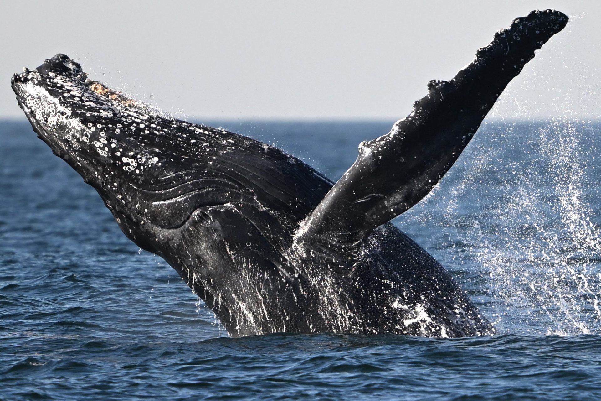Father Films Video Whale Swallowing Spitting Son Kayaker Chile