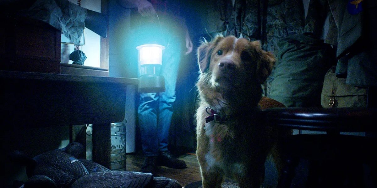 The Shudder streaming service has picked up the distribution rights to Good Boy, a haunted house story told from the dog's perspective