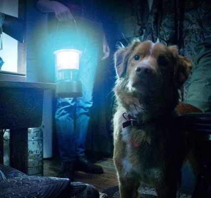 The Shudder streaming service has picked up the distribution rights to Good Boy, a haunted house story told from the dog's perspective