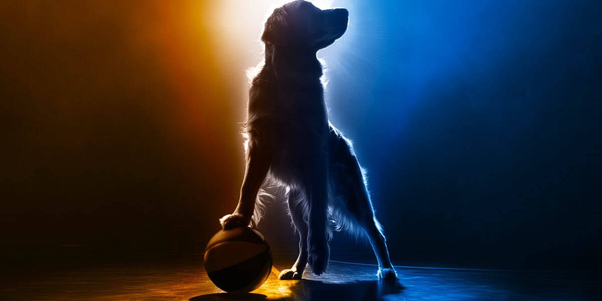 Air Bud Returns