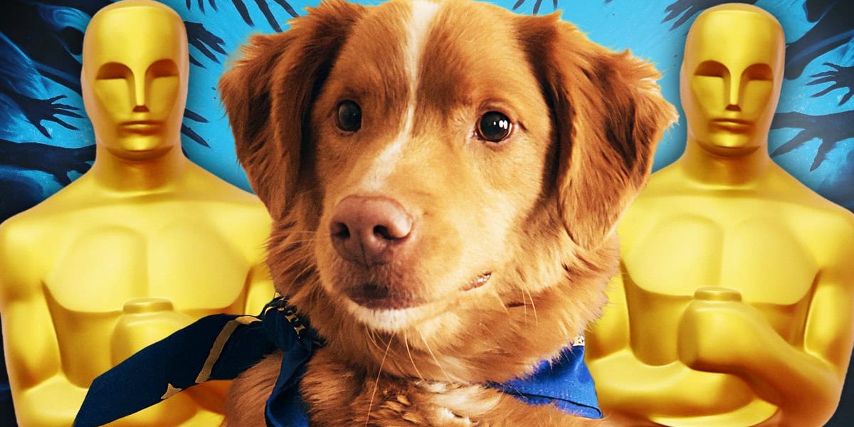 Good Boy, Indy, animal Oscar