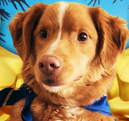 Good Boy, Indy, animal Oscar