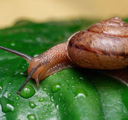 Detailed macro shot of a garden snail crawling on a green leaf with water droplets.