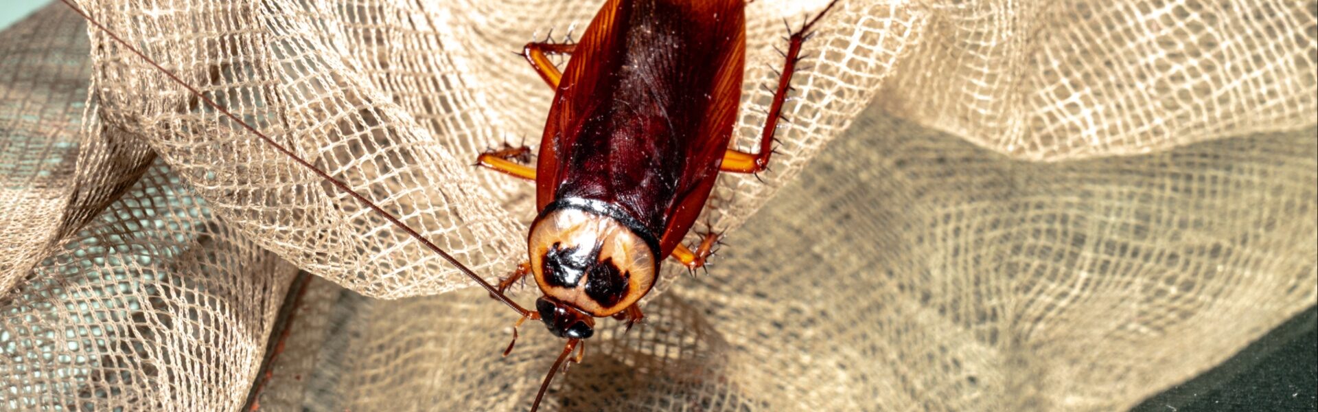 huge cockroach reporter cockroach lands on reporter live broadcast KTLA reporter Rachel Menitoff