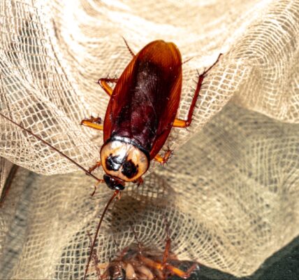huge cockroach reporter cockroach lands on reporter live broadcast KTLA reporter Rachel Menitoff