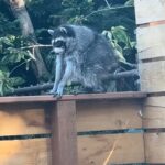Jimothy the Raccoon: Viral Seattle Animal with Spine Deformity
