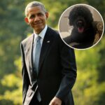 Sunny, Barack and Michelle Obama's Beloved Dog, Dies at 13